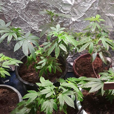 Unknown strain growlog timeline photo