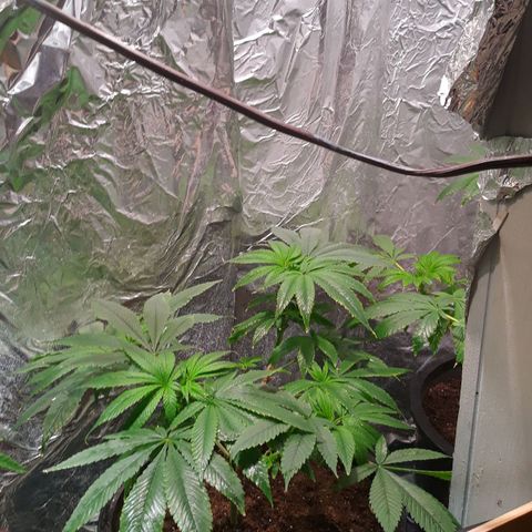 Unknown strain growlog timeline photo