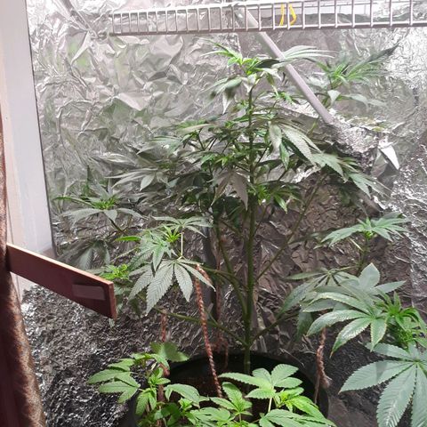 Unknown strain growlog timeline photo