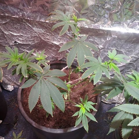 Unknown strain growlog photo: Plants are not doing to good 