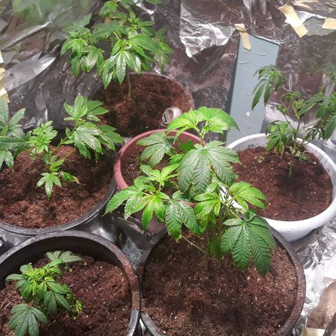 Unknown strain growlog photo: Plants are not doing to good 