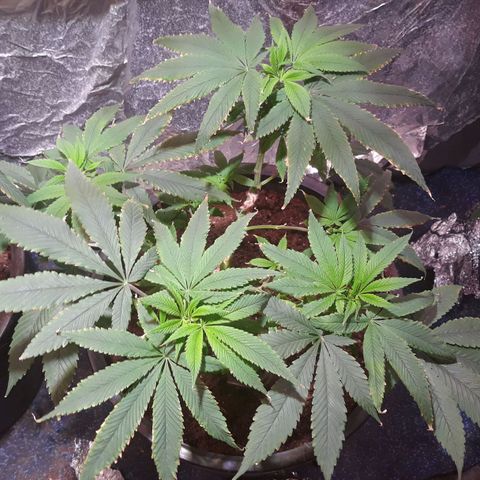 Unknown strain growlog photo: Plants are not doing to good 