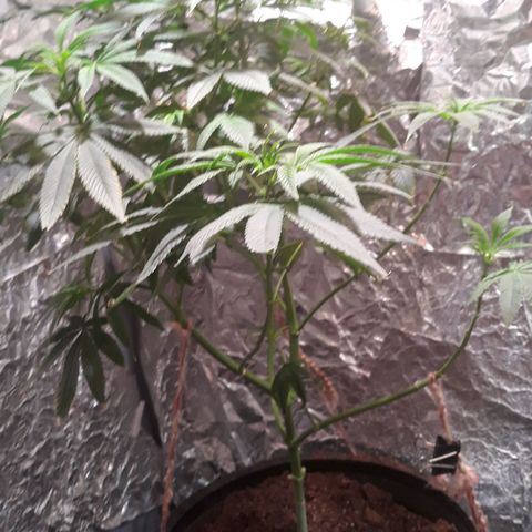 Unknown strain growlog photo: Plants are not doing to good 
