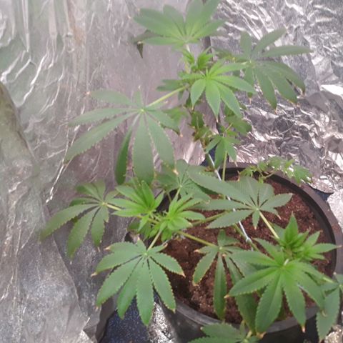 Unknown strain growlog photo: Plants are not doing to good 