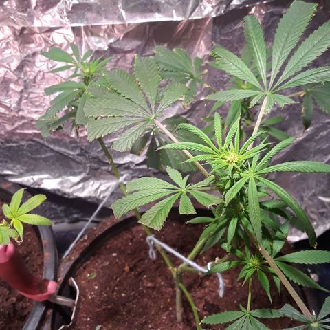 Unknown strain growlog photo: Day 15 into flowering spray with more bloom and peroxide 