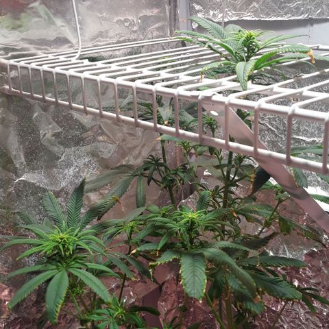 Unknown strain growlog photo: Day 15 into flowering spray with more bloom and peroxide 