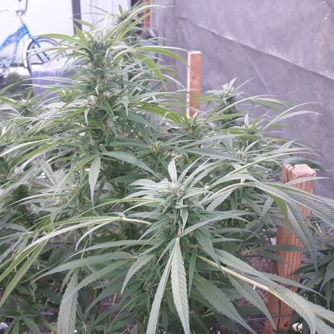 Unknown strain growlog timeline photo