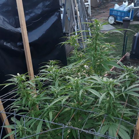 Unknown strain growlog timeline photo