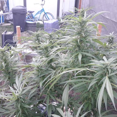 Unknown strain growlog timeline photo