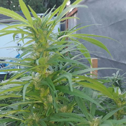 Unknown strain growlog timeline photo