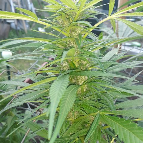 Unknown strain growlog timeline photo
