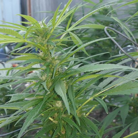 Unknown strain growlog timeline photo