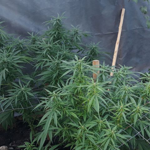 Unknown strain growlog timeline photo