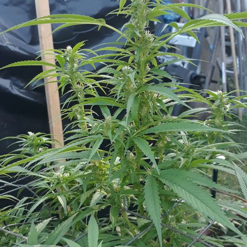Unknown strain growlog timeline photo