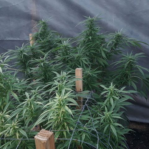 Unknown strain growlog timeline photo
