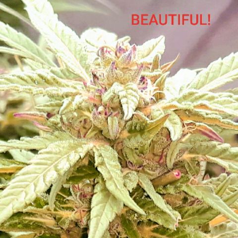 Unknown strain growlog timeline photo