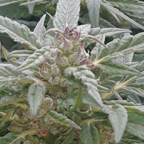 Unknown strain growlog timeline photo