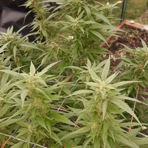 Unknown strain growlog timeline photo