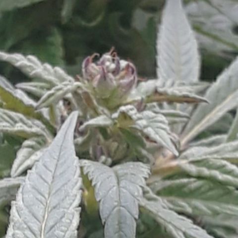 Unknown strain growlog timeline photo