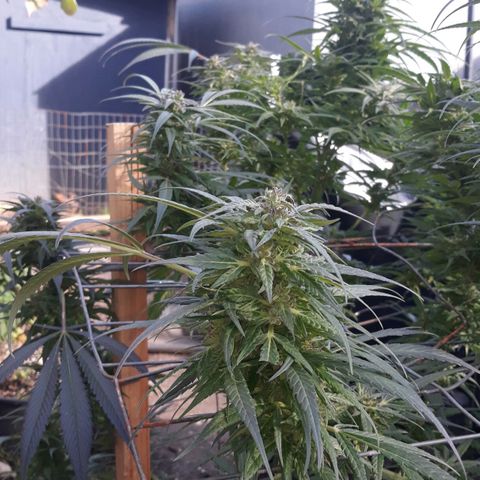 Unknown strain growlog timeline photo