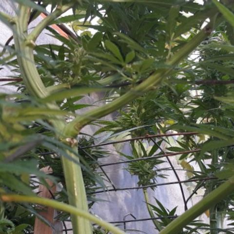 Unknown strain growlog timeline photo