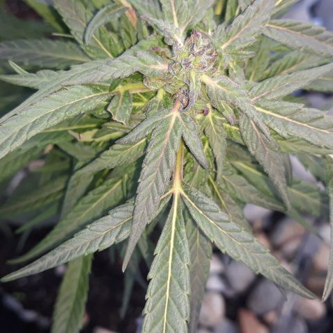 Unknown strain growlog timeline photo