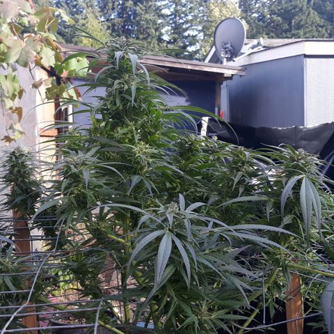 Unknown strain growlog timeline photo