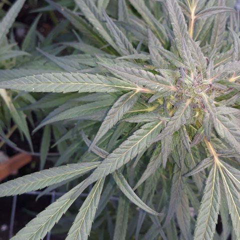 Unknown strain growlog timeline photo