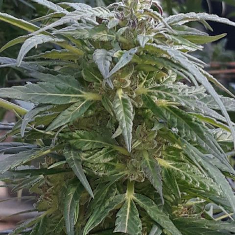 Unknown strain growlog timeline photo