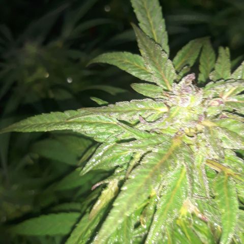 Unknown strain growlog timeline photo