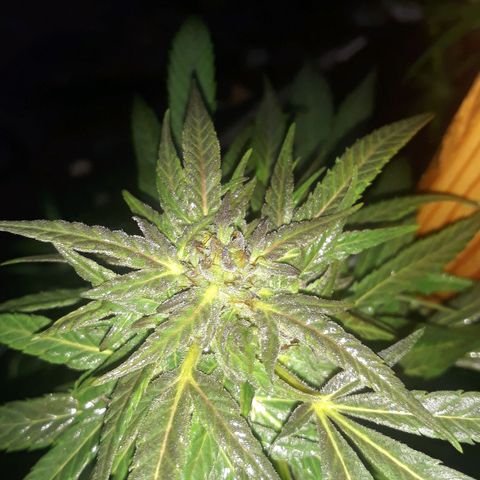 Unknown strain growlog timeline photo