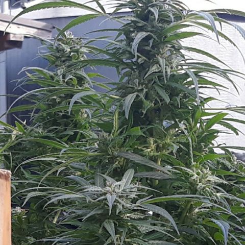 Unknown strain growlog timeline photo