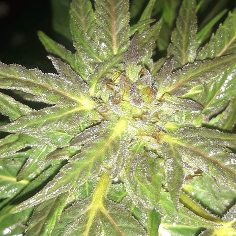 Unknown strain growlog timeline photo