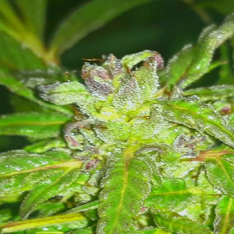 Unknown strain growlog timeline photo