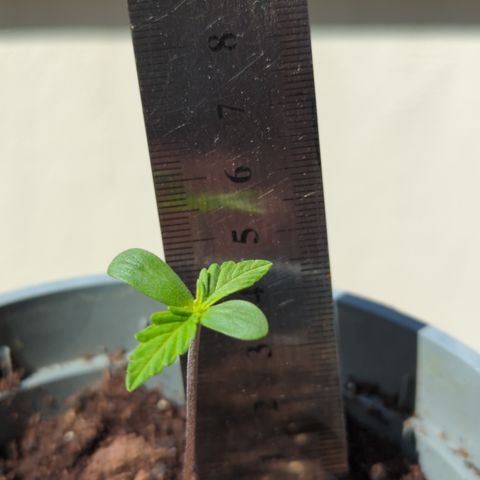 Northern Light Auto #2 growlog timeline photo