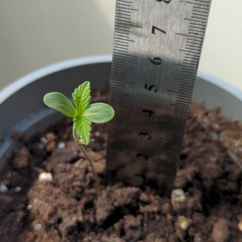 Royal Jack Herer Auto #2 growlog timeline photo