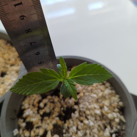 Royal Jack Herer Auto #2 growlog timeline photo
