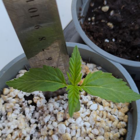 Northern Light Auto #2 growlog timeline photo