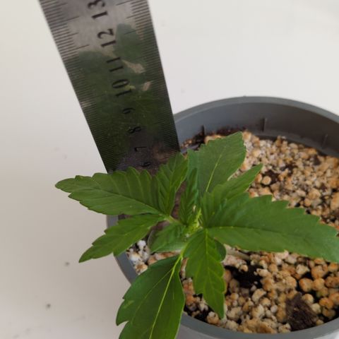 Royal Jack Herer Auto #2 growlog timeline photo