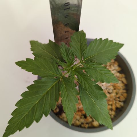 Northern Light Auto #2 growlog timeline photo