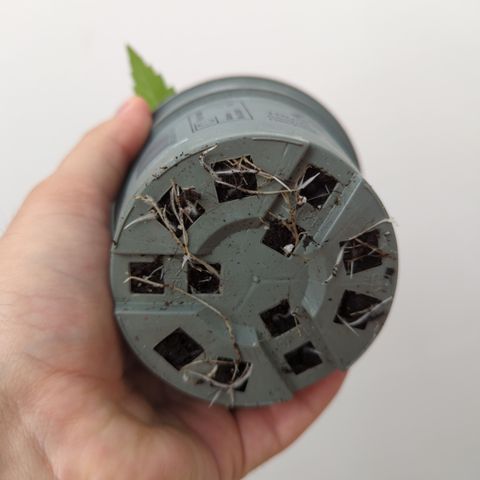 Northern Light Auto #2 growlog timeline photo