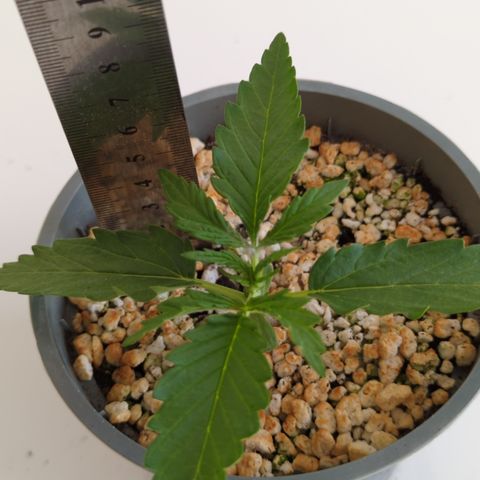 Northern Light Auto #1 growlog timeline photo
