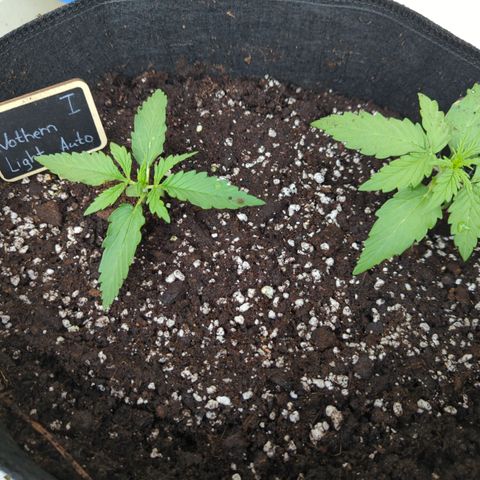 Northern Light Auto #2 growlog photo: 30L textile bag