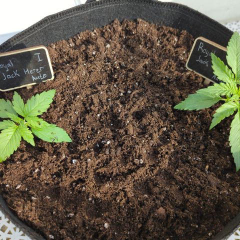 Royal Jack Herer Auto #2 growlog photo: 30 L textile bag 