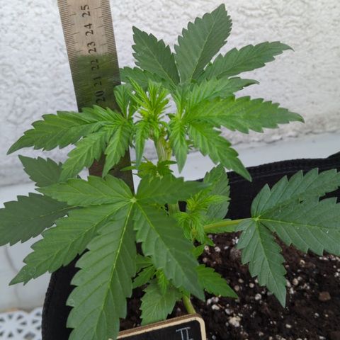 Royal Jack Herer Auto #2 growlog timeline photo