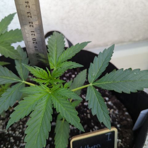 Northern Light Auto #1 growlog timeline photo