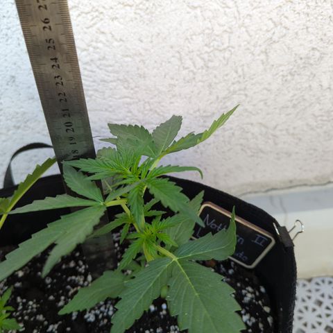 Northern Light Auto #2 growlog timeline photo