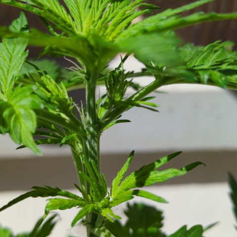 Royal Jack Herer Auto #2 growlog photo: First pistils