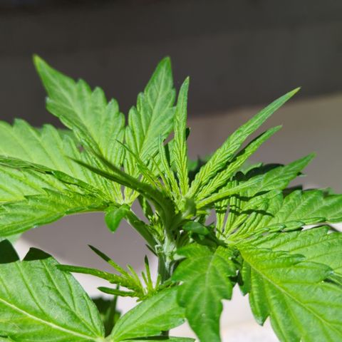 Northern Light Auto #2 growlog photo: First pistils 