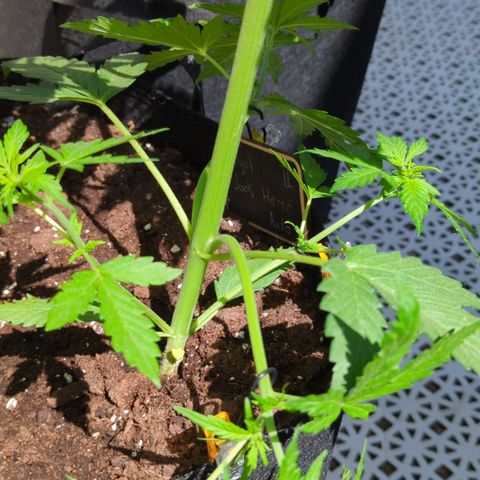 Royal Jack Herer Auto #2 growlog timeline photo